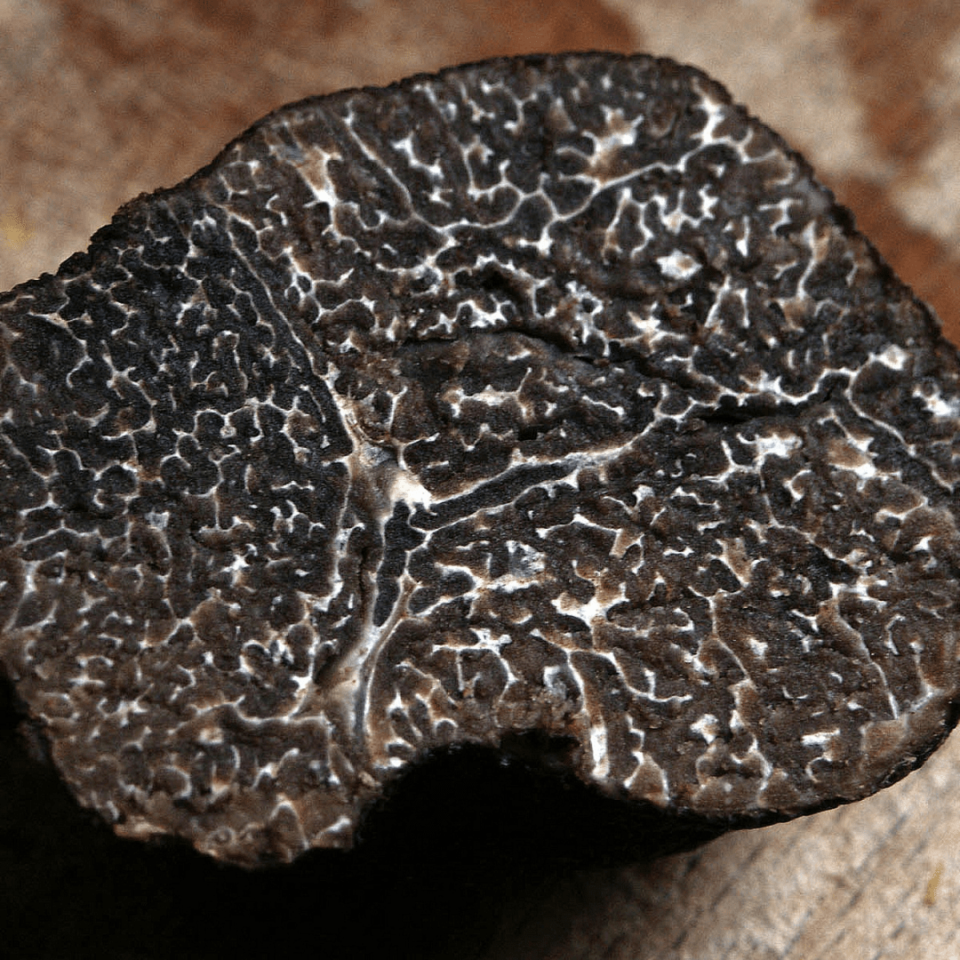 Truffe noire fraîche Tuber Melanosporum
