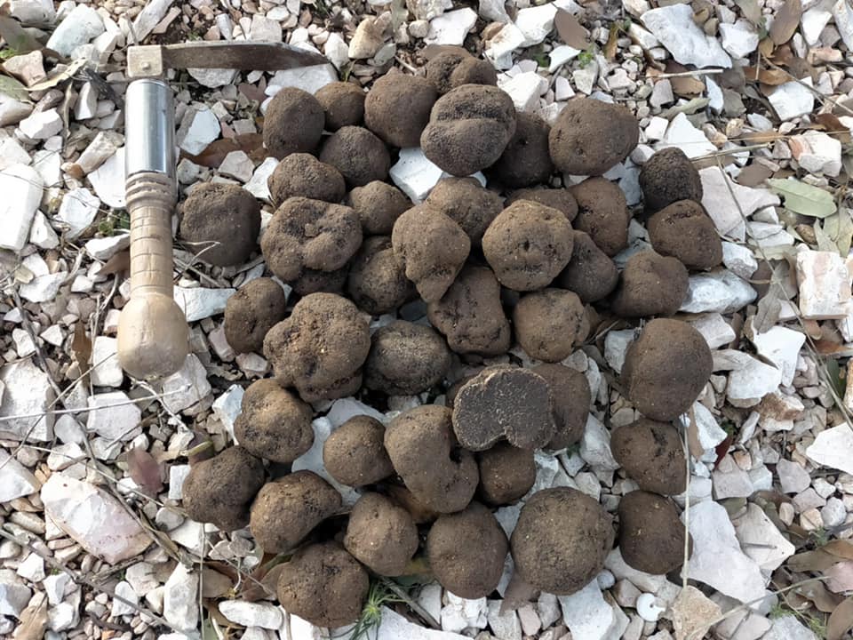 Tartufo Nero pregiato - Tuber melanosporum 50g