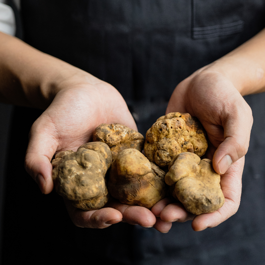 White truffle Trifola - Tuber Magnatum Pico