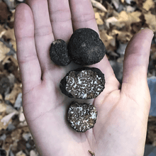 Load image into Gallery viewer, Black truffle - Tuber melanosporum
