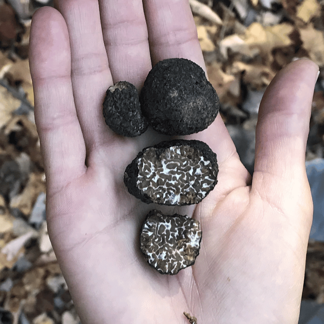Black truffle - Tuber melanosporum