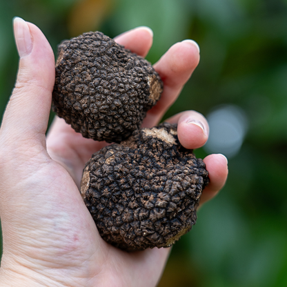 Schwarzer Sommertrüffel Scorzone | Tuber aestivum Vitt