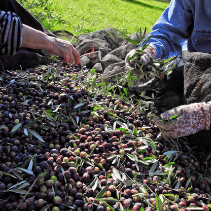 Olio Extravergine d'Oliva 100% Italiano "I Gelsi"