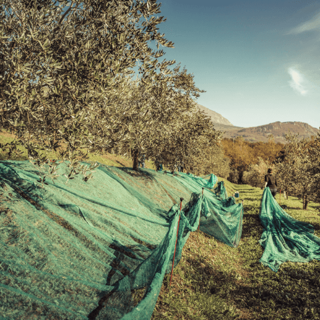 Olio Extravergine d'Oliva 100% Italiano "I Gelsi"