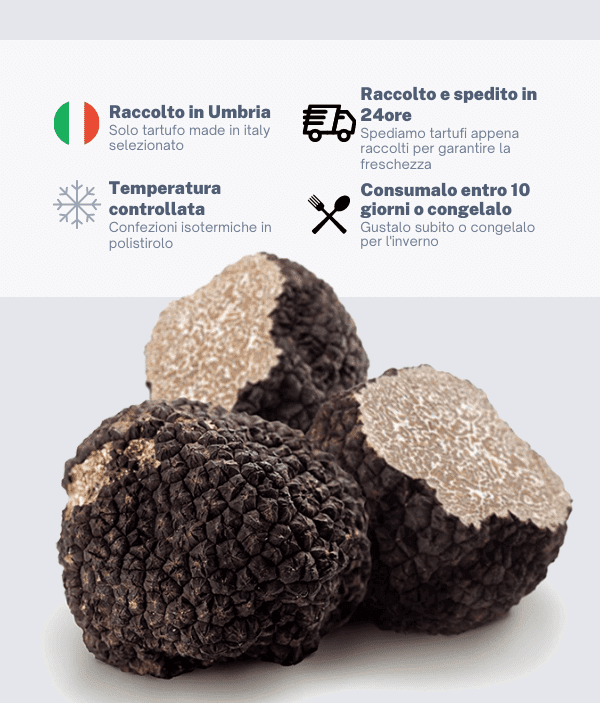 Tartufo Nero Estivo Scorzone fresco raccolto in giornata - Tuber aestivum Vitt.